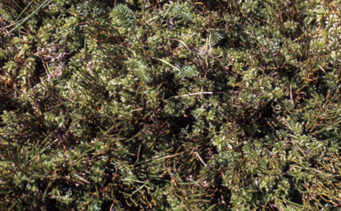 APII jpeg image of Sphagnum  © contact APII