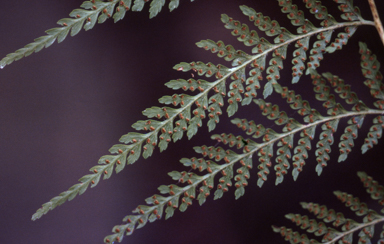 APII jpeg image of Calochlaena dubia  © contact APII