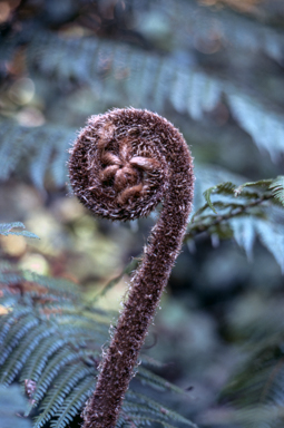 APII jpeg image of Cyathea celebica  © contact APII