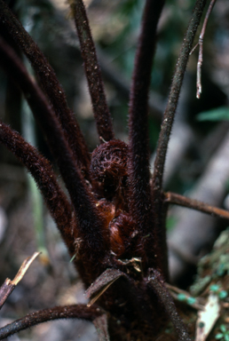 APII jpeg image of Dicksonia youngiae  © contact APII