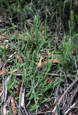 APII jpeg image of Lindsaea linearis  © contact APII