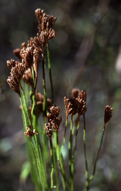 APII jpeg image of Schizaea bifida  © contact APII