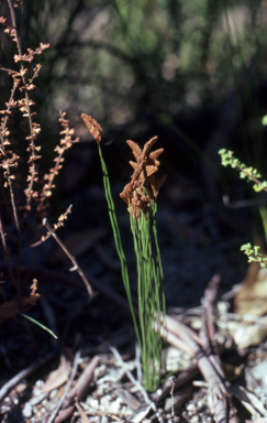 APII jpeg image of Schizaea bifida  © contact APII