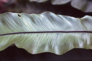 APII jpeg image of Asplenium musifolium,<br/>Asplenium nidus  © contact APII