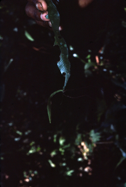APII jpeg image of Asplenium macrophyllum  © contact APII