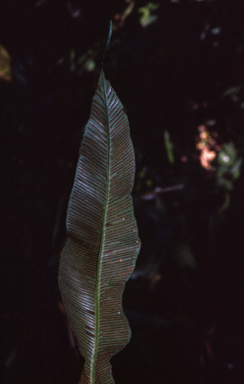 APII jpeg image of Asplenium acrobryum  © contact APII