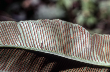 APII jpeg image of Asplenium acrobryum  © contact APII