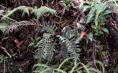 APII jpeg image of Blechnum archboldii  © contact APII