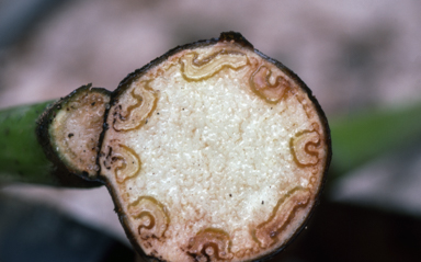 APII jpeg image of Cyathea decurens,<br/>Cystodium sorbifolium  © contact APII