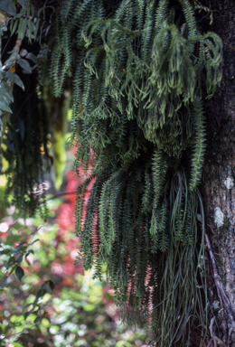 APII jpeg image of Lycopodium phlegmata,<br/>Haplopteris elongata  © contact APII