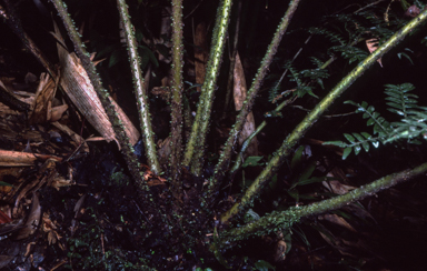APII jpeg image of Marrattia tafaensis  © contact APII