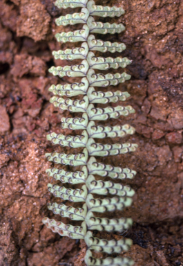 APII jpeg image of Nephrolepis lauterbachii  © contact APII