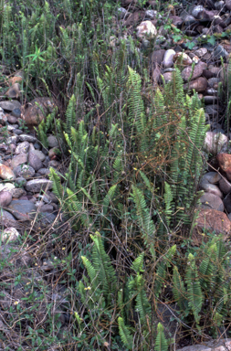 APII jpeg image of Nephrolepis hirsutula  © contact APII