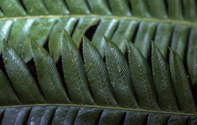 APII jpeg image of Todea papuana,<br/>Todea papuana  © contact APII
