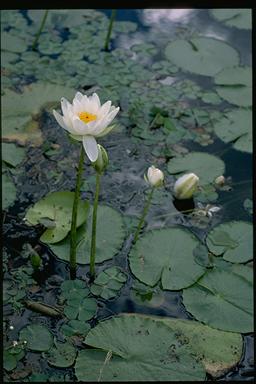 APII jpeg image of Nymphaea atrans  © contact APII