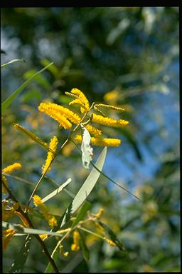 APII jpeg image of Acacia julifera subsp. julifera  © contact APII