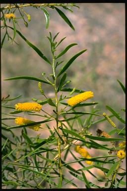 APII jpeg image of Acacia drepranocarpa subsp. latifolia  © contact APII