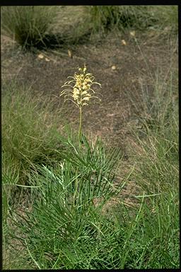 APII jpeg image of Grevillea dryandri subsp. dryandri  © contact APII