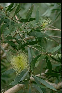 APII jpeg image of Melaleuca nervosa  © contact APII