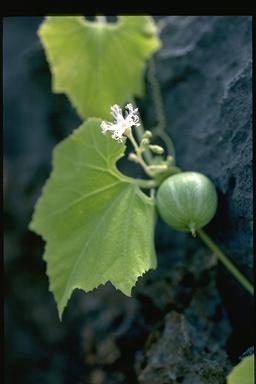 APII jpeg image of Trichosanthes cucumerina var. cucumerina  © contact APII