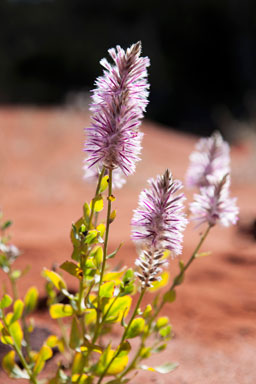 APII jpeg image of Ptilotus nobilis subsp. nobilis  © contact APII