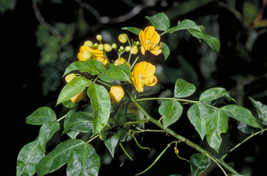 APII jpeg image of Senna septemtrionalis  © contact APII