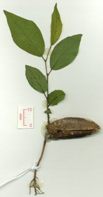 APII jpeg image of Quisqualis indica  © contact APII