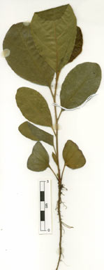 APII jpeg image of Terminalia platyphylla  © contact APII