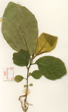 APII jpeg image of Ficus septica  © contact APII