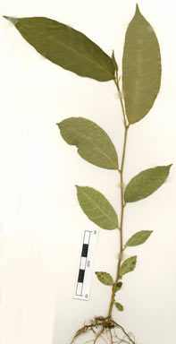 APII jpeg image of Ficus virgata  © contact APII