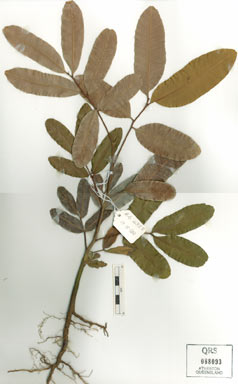 APII jpeg image of Cupaniopsis anacardioides  © contact APII