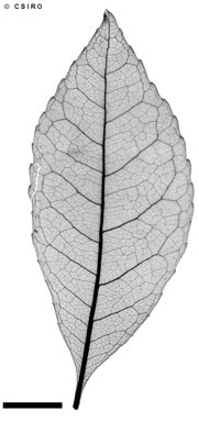 APII jpeg image of Pseudoweinmannia lachnocarpa  © contact APII