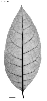 APII jpeg image of Ficus septica  © contact APII