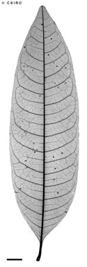 APII jpeg image of Diploglottis bracteata  © contact APII