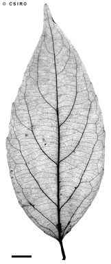 APII jpeg image of Xylosma sp. Mt Lewis (G.Sankowsky 1108)  © contact APII