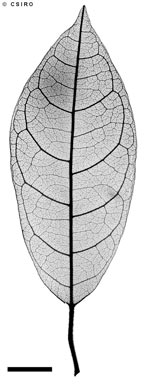 APII jpeg image of Polyosma sp. Mt Lewis (B.P.Hyland RFK25241)  © contact APII