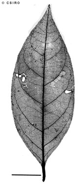 APII jpeg image of Glochidion sessiliflorum var. stylosum  © contact APII