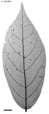 APII jpeg image of Pseuduvaria mulgraveana var. mulgraveana  © contact APII