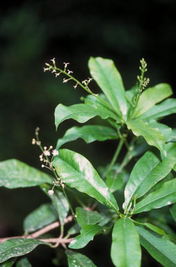 APII jpeg image of Codiaeum variegatum var. moluccanum  © contact APII