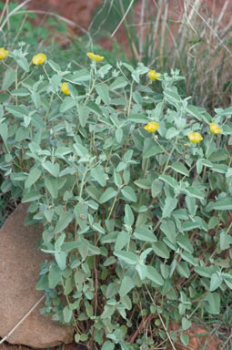 APII jpeg image of Melhania oblongifolia  © contact APII