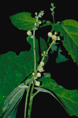 APII jpeg image of Mallotus ficifolius  © contact APII