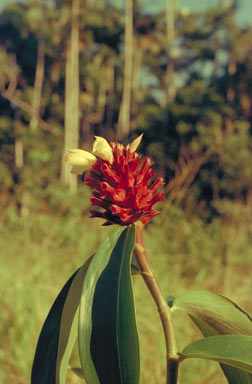 APII jpeg image of Cheilocostus potierae  © contact APII