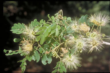 APII jpeg image of Albizia lebbeck  © contact APII