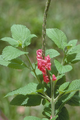 APII jpeg image of Stachytarpheta mutabilis  © contact APII