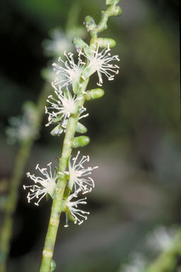 APII jpeg image of Ptychosperma elegans  © contact APII