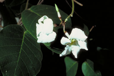 APII jpeg image of Voacanga grandifolia  © contact APII