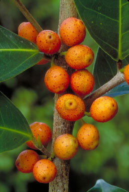 APII jpeg image of Ficus virgata  © contact APII