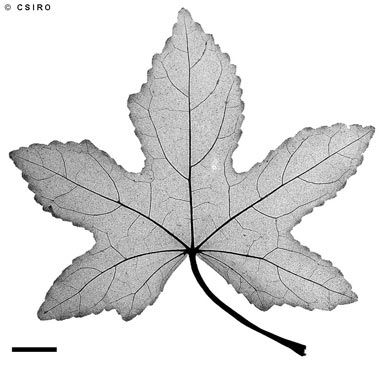 APII jpeg image of Abelmoschus moschatus subsp. tuberosus  © contact APII