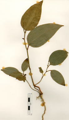 APII jpeg image of Smilax australis  © contact APII