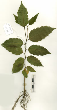 APII jpeg image of Celtis paniculata  © contact APII